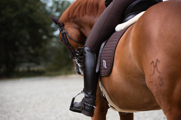 Detail vpn Pferd und Reitstiefel von hinten