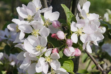 Apfelbaumblüte am Bodensee vor blauem Himmel