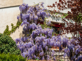 Flowering wisteria. Stunning lilac creepers. Sunny weather. Strasbourg. The comfort and beauty of a spring day in a quiet quarter of the city.