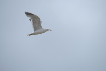 Seagull flying on a gray cloudy sky