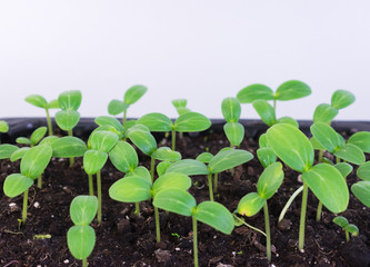 
Small seedlings of cucumber grow in a tray for growing seedlings.