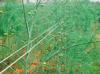 Asparagus seeds on asparagus's tree on the field, Asparagus 's garden, Seed on tree.