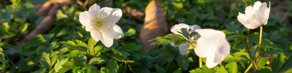 Buschwindröschen (Anemone nemorosa), Nordrhein-Westfalen, Deutschland, Europa