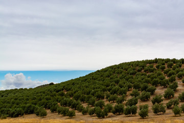 Obraz premium Andalusian landscape with yellow hills and green olive trees plantations