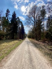 Obraz premium road in the forest