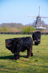 Young black Highland cattle cow and old Dutch wind mill in North Brabant © barmalini