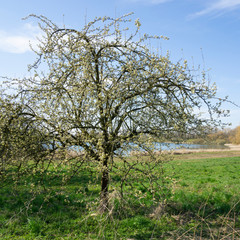 Blühender Kirschbaum am Lanstroper See, Dortmund, Ruhrgebiet, Nordrhein-Westfalen, Deutschland, Europa
