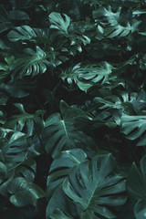 Tropical Greenery of Monstera leaves background