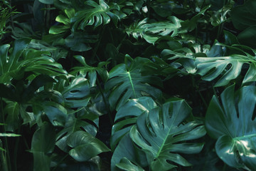 Naklejka na ściany i meble Fresh Green leaves of Monstera philodendron plant natural background