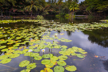 Lily Pads And Palm Trees and Anchialine Pool, Panalu'u Black Sand Beach, Hawaii, Hawaii, USA