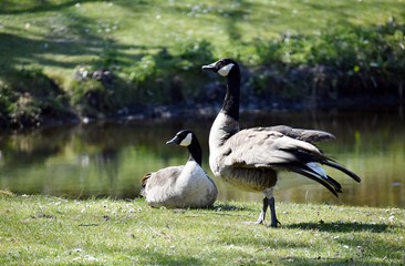 A pair of Canadian gases, on the shore of a lake, in the city park.

