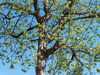 (Corylus colurna) Young Turkish hazel planted with straight trunk and pale grey-buff bark with corky texture under conical crown with green foliage in early spring under a blue sky