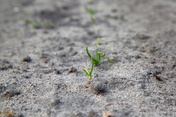 onion grows from the ground in spring for your design or wallpaper