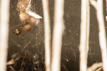 Laying the spider in the web, soft focus