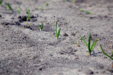 onion grows from the ground in spring for your design or wallpaper