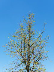(Corylus colurna) Young Turkish hazel planted with straight trunk and pale grey-buff bark with corky texture under conical crown with green foliage in early spring under a blue sky