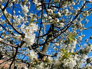 blooming cherry tree