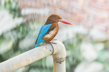 A kingfisher bird perched on an iron pipe in the morning hours, hunting for it's prey