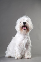 Young West Highland White Terrier on a grey background