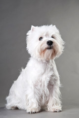 Young West Highland White Terrier on a grey background
