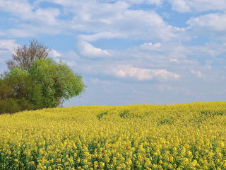 Beautiful blomming rape field in Aachen