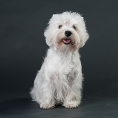 Young West Highland White Terrier on a grey background