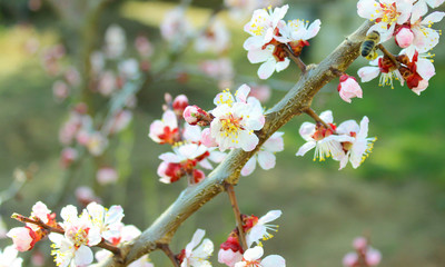 Apricot tree flowers, soft focus. Spring white flowers on a fruit tree branch. Apricot tree in bloom. Spring season, white flowers of apricot tree, close-up. 