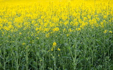 Paisaje de un campo de colza , Brassica napus, con flores de intenso color amarillo