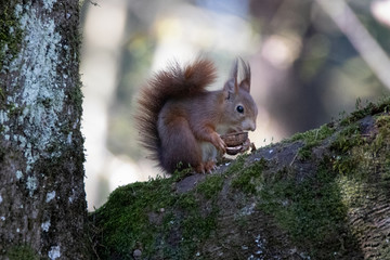 écureuil