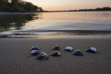 Muscheln am Strand