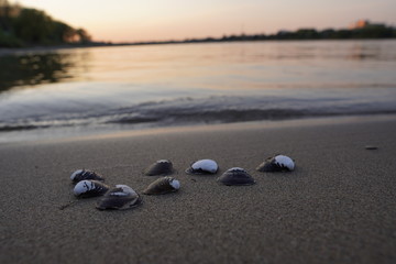 Muscheln am Strand
