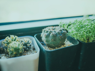 Obraz premium Small green cactus in the pot on table side the window.