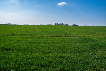 Fototapeta premium green field with wheat in spring with trees in background