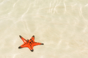Fototapeta na wymiar Starfishes on the shore of beach, Phu Quoc, Vietnam
