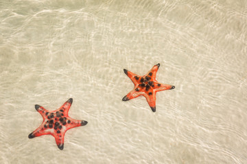 Fototapeta na wymiar Starfishes on the shore of beach, Phu Quoc, Vietnam