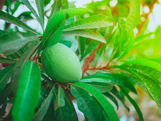 Fresh green peach on tree and green leaf with  nature background.