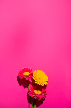 Gerbera. Flowers on a pink background. Minimalism concept in pop art style, poster with free space for text. Creative background. Copy space