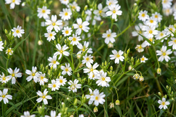 Stelllaria Holostea, white wildflowers in the forest