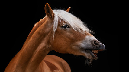 Pferd  Pony lustig flehmender Haflinger vor schwarzem Hintergrund freigestellt - obrazy, fototapety, plakaty
