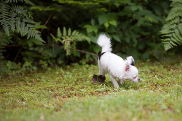 Obraz na płótnie Canvas Cute long hair Chihuahua enjoying the grass outside in the summer time.