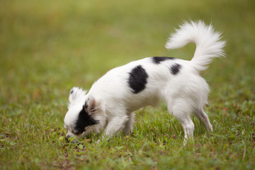 Naklejka na ściany i meble Cute long hair Chihuahua enjoying the grass outside in the summer time.