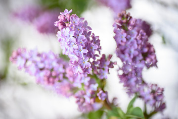 Close-up of bouquets of lilac flowers in full bloom, gorgeous lilac color and floral fragrance.