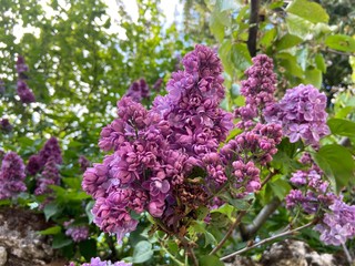 purple lilac flowers