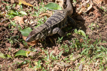 animal selvagem lagarto