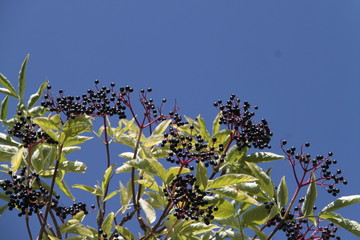 Holunderbeeren