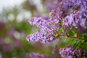 Close-up of bouquets of lilac flowers in full bloom, gorgeous lilac color and floral fragrance.