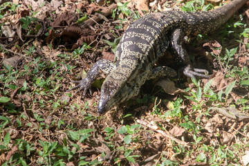 animal selvagem lagarto