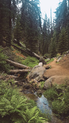 Promenade en forêt, au bord de la rivière