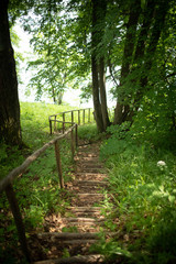Wooden long and high staircase in the forest.