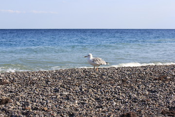 a seagull walks on gray stones on the beach near
Cape Town, in the background you can see a white...